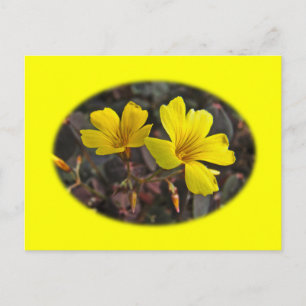 Carte Postale Houseplant à fleurs jaunes d'Oxalis