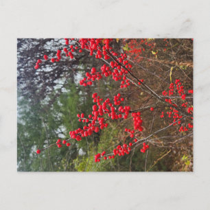 Carte Postale Houx verticillé