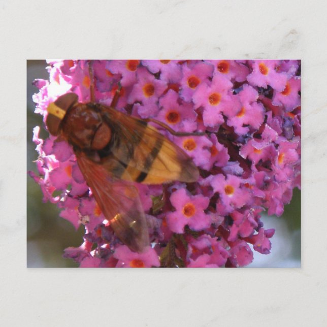 Carte postale Hoverfly (Devant)