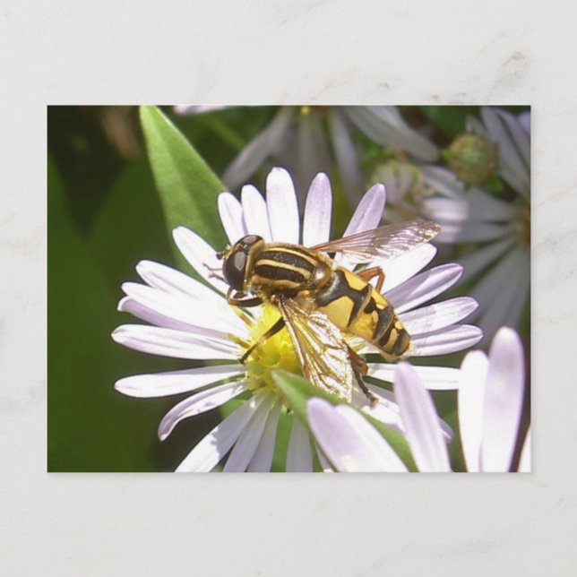 Carte postale Hoverfly - Helophilus (Devant)