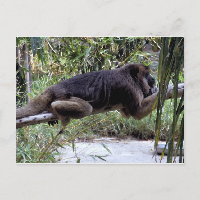 Carte Postale Howler Monkey Hangout (Devant)