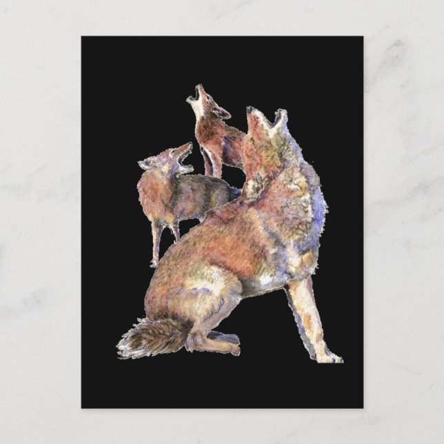 Carte Postale Howling Coyote Pack, Animal, Nature (Devant)