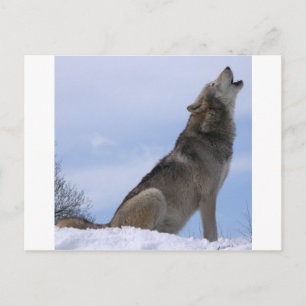 Carte Postale Howling Wolf