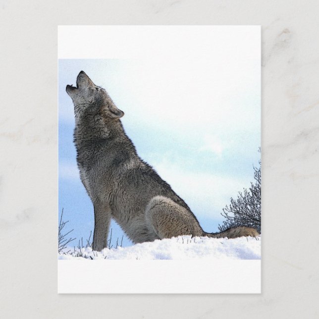 Carte Postale Howling Wolf in Snow (Devant)