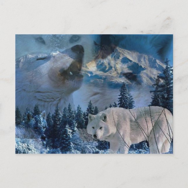 Carte Postale Howling Wolf Pack (Devant)