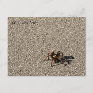 Carte Postale HuGe sPiDeR II