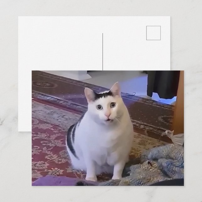 Carte postale Huh Cat Meme (Devant / Derrière)