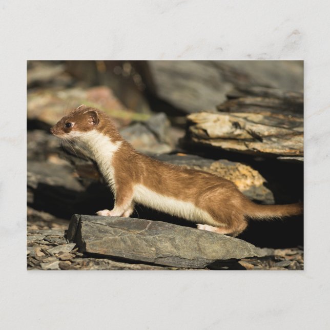 Carte Postale Huile de chasse (Devant)