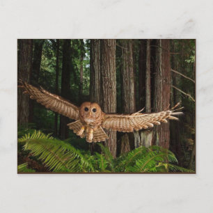 Carte Postale huilen