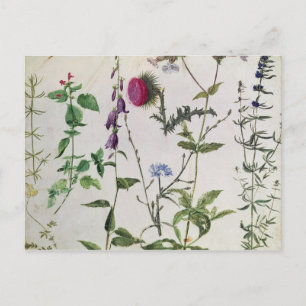 Carte Postale Huit études sur les fleurs sauvages