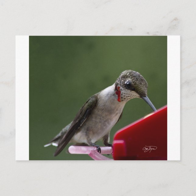 Carte Postale Humming Bird en Géorgie (Devant)