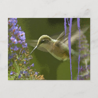 Carte Postale Humming Bird Harmony
