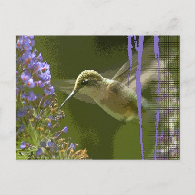 Carte Postale Humming Bird Harmony (Devant)