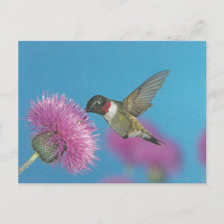 Carte Postale Hummingbird