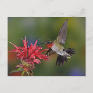 Carte Postale Hummingbird à gorge rubis mâle se nourrit de