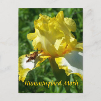 CARTE POSTALE HUMMINGBIRD MOTH