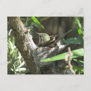 Carte Postale Hummingbird on Niest