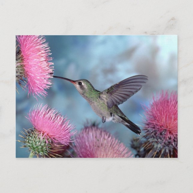 Carte Postale Hummingbird Postcard (Devant)