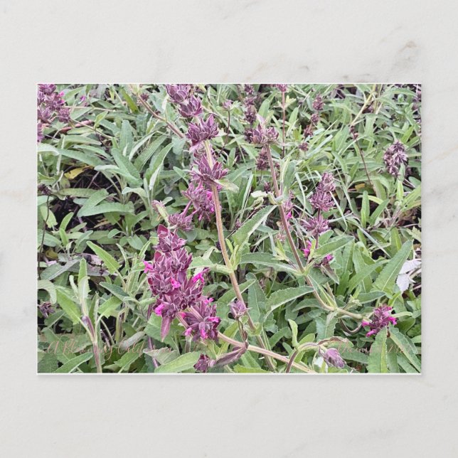 Carte Postale Hummingbird Sage (Devant)