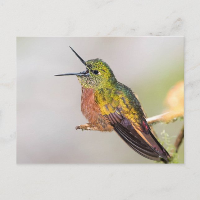 Carte Postale Hummingbird Talking with Open Beak (Devant)