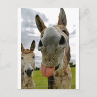 Carte Postale Humour âne