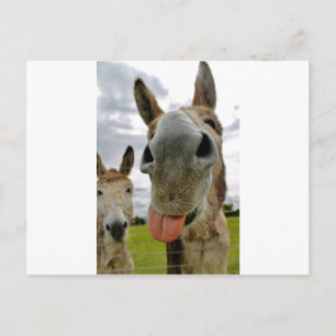 Carte Postale Humour âne