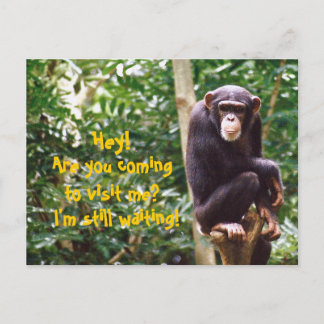 Carte postale Humour Chimp