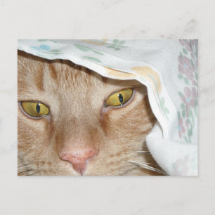 Carte Postale Humour de chat Tabby Orange