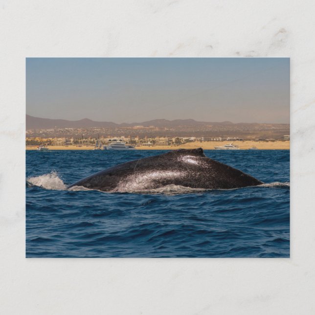 Carte Postale Humpback Whales in Mexico (Devant)