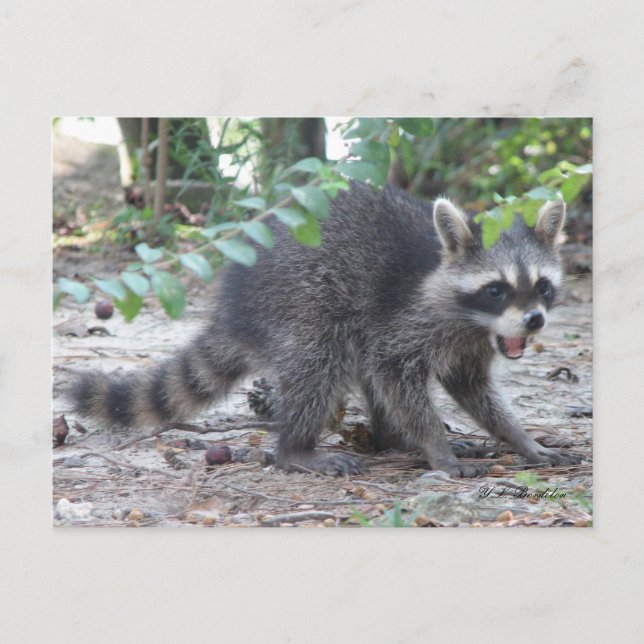 Carte postale Hungry Baby Raccoon (Devant)