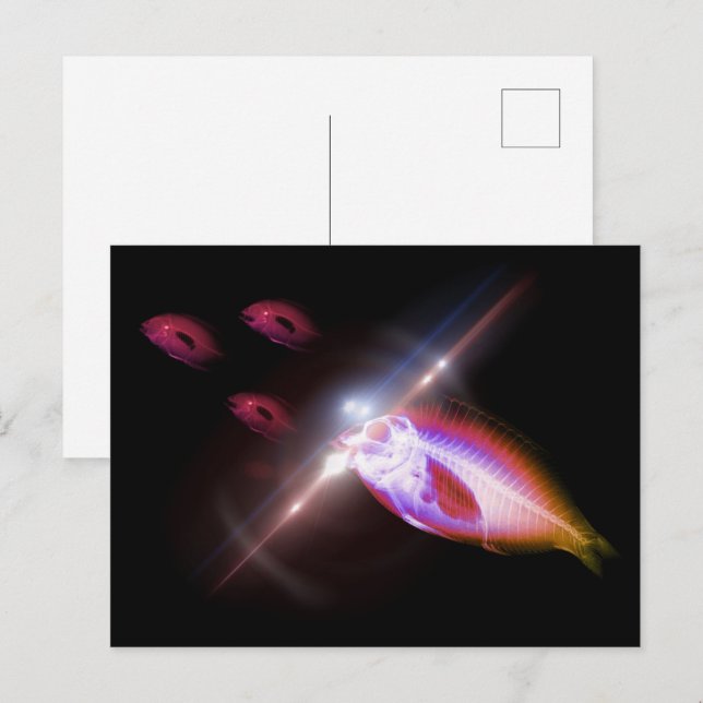 Carte Postale Hunting Dinner X-Ray Fish 1 (Devant / Derrière)