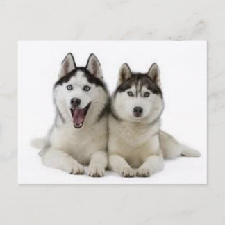 Carte Postale Huskies
