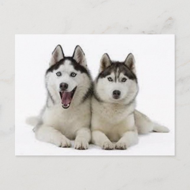 Carte Postale Huskies (Devant)