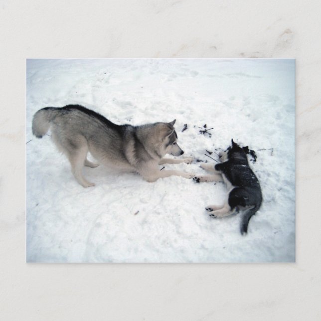 Carte Postale Huskies de Sibérie (Devant)