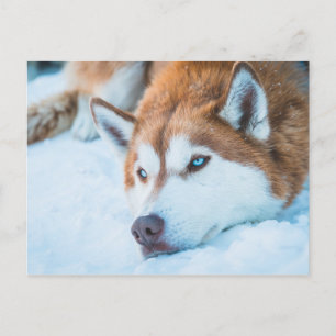 CARTE POSTALE HUSKY AUX YEUX BLEUS - BRECKENRIDGE, COLORADO, USA