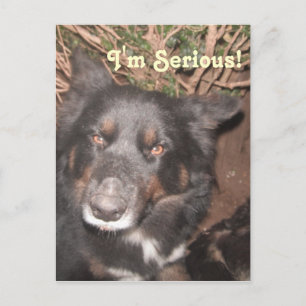 Carte postale Husky Collie Cross