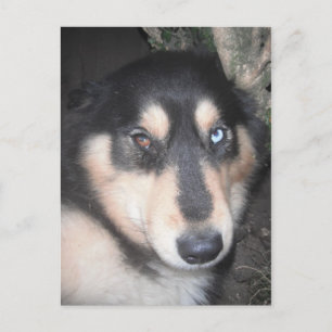 Carte Postale Husky One Blue Eye One Brown Oeil