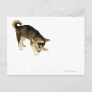 Carte Postale Husky Puppy 2