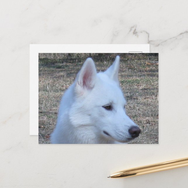 Carte Postale husky sibérien blanc (Devant/Arrière en situation)
