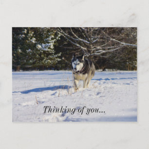 Carte Postale Husky Sibérien Dans La Neige En Pensant À Toi