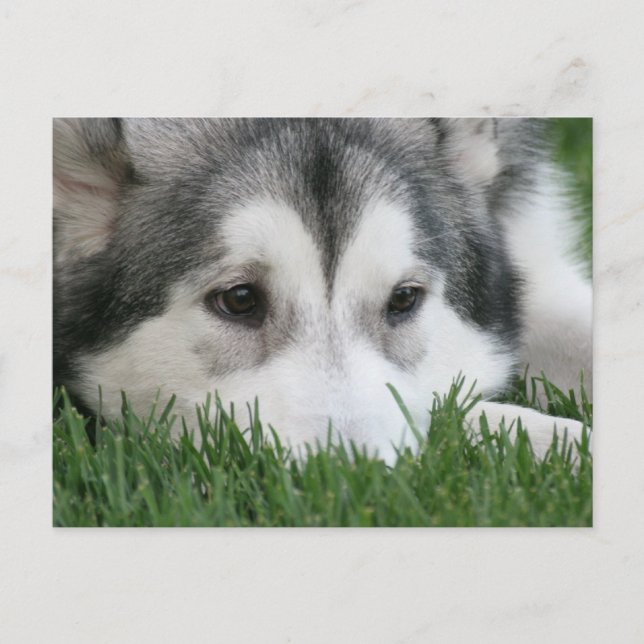 Carte postale Husky Sleeping (Devant)