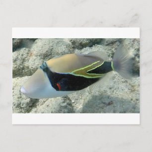 Carte Postale Huymuhumunukunukuapua'a Hawaii State Fish