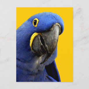 Carte Postale Hyacinth Macaw