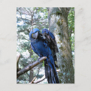 Carte Postale Hyacinth Macaw
