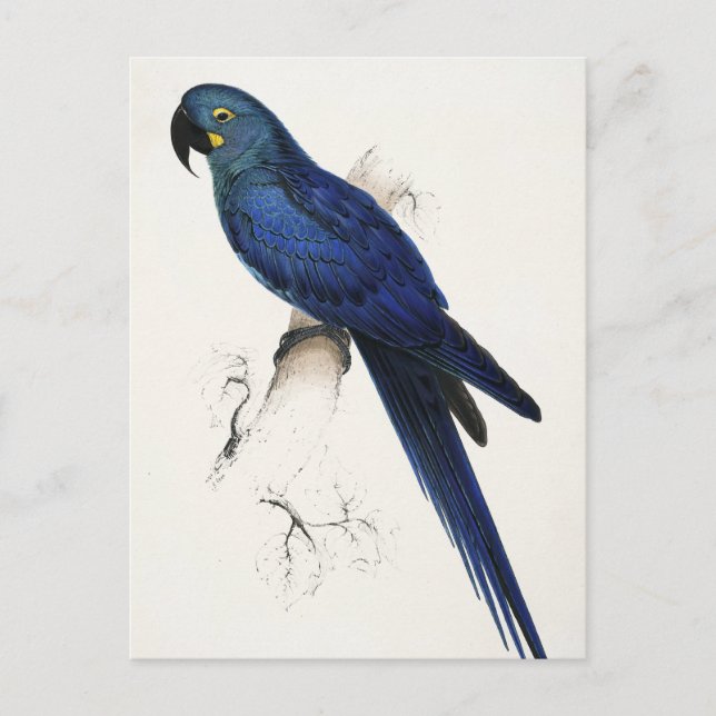 Carte postale Hyacinth Macaw (Devant)