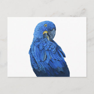 Carte Postale Hyacinth Macaw bleu vif