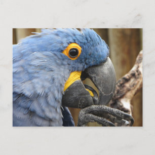 Carte Postale Hyacinth Macaw Parrot