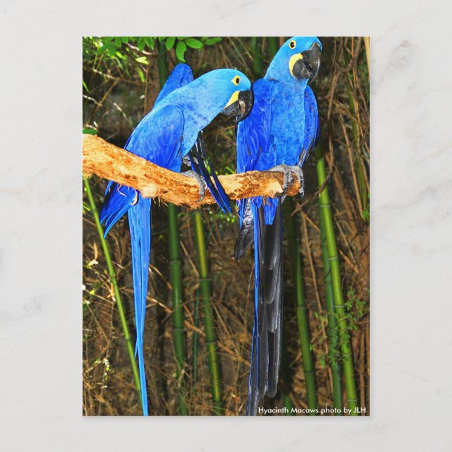 Carte Postale Hyacinth Macaws photo JLH (Devant)