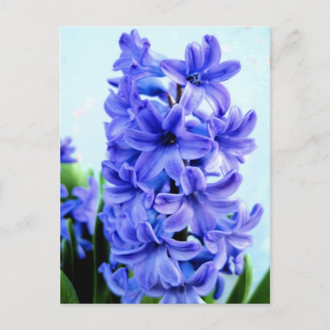 Carte postale Hyacinthe Bleue (Devant)
