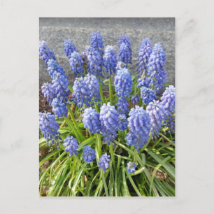 Carte Postale Hyacinthe de raisin